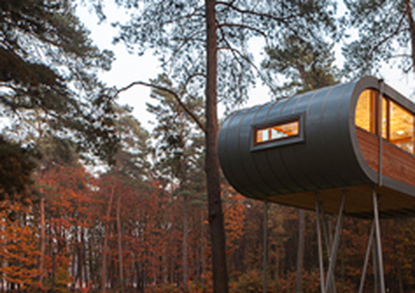 A special kind of tree house