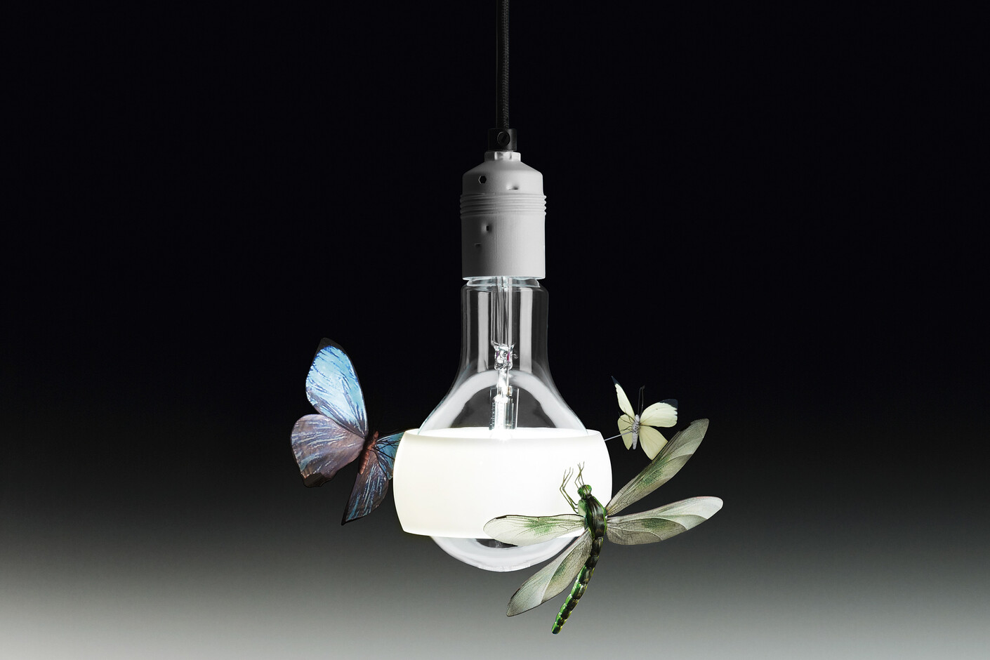 Johnny B. Butterfly