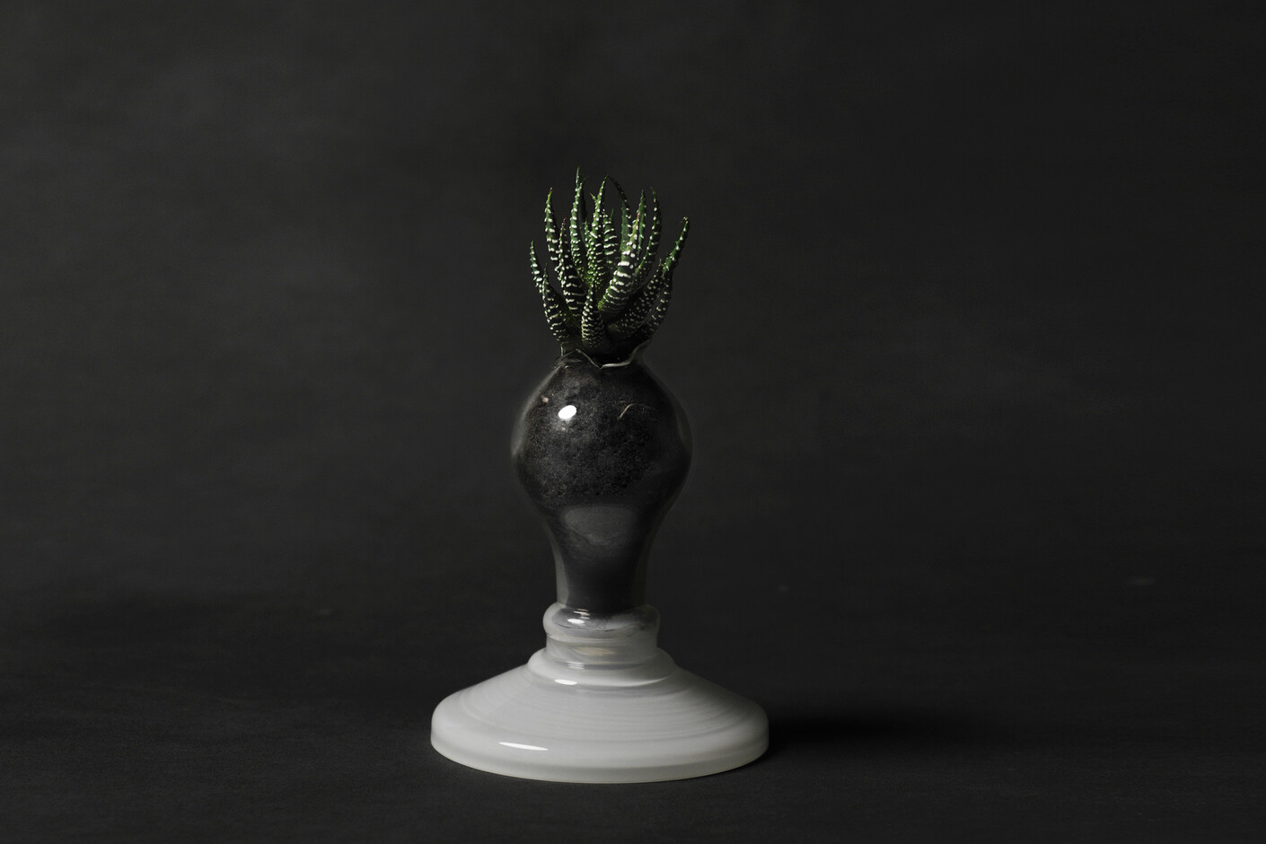 Plant Light