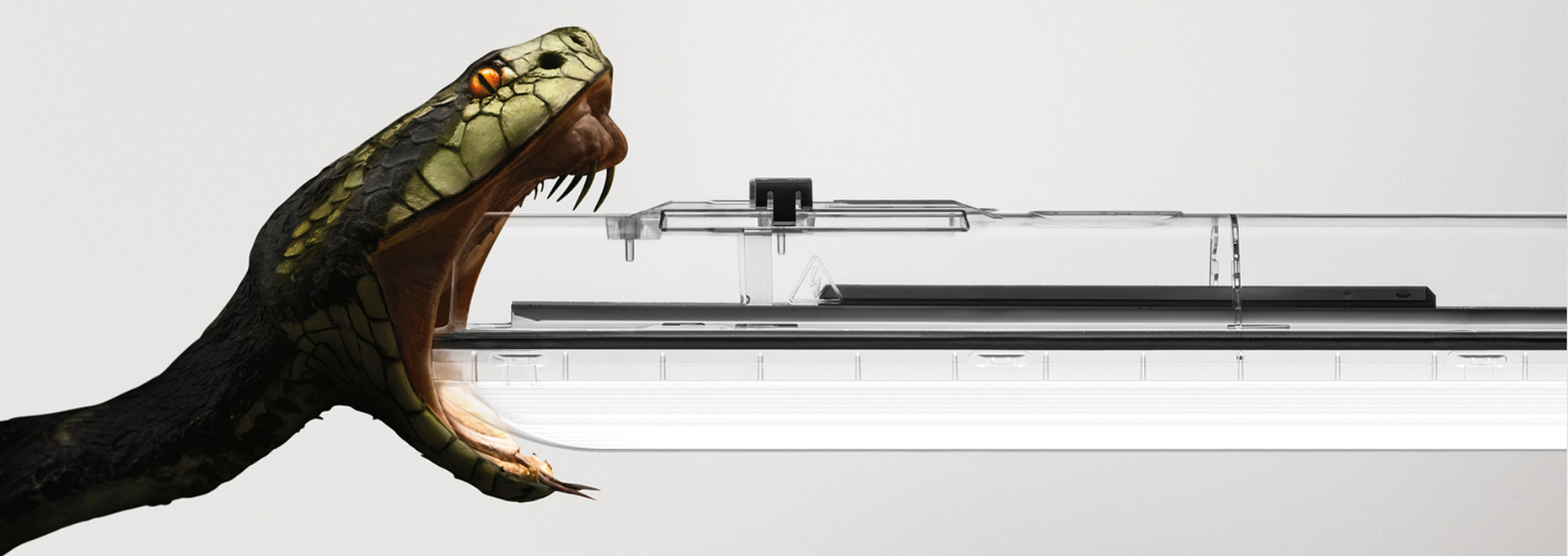 Bissfest: "Amphibia"