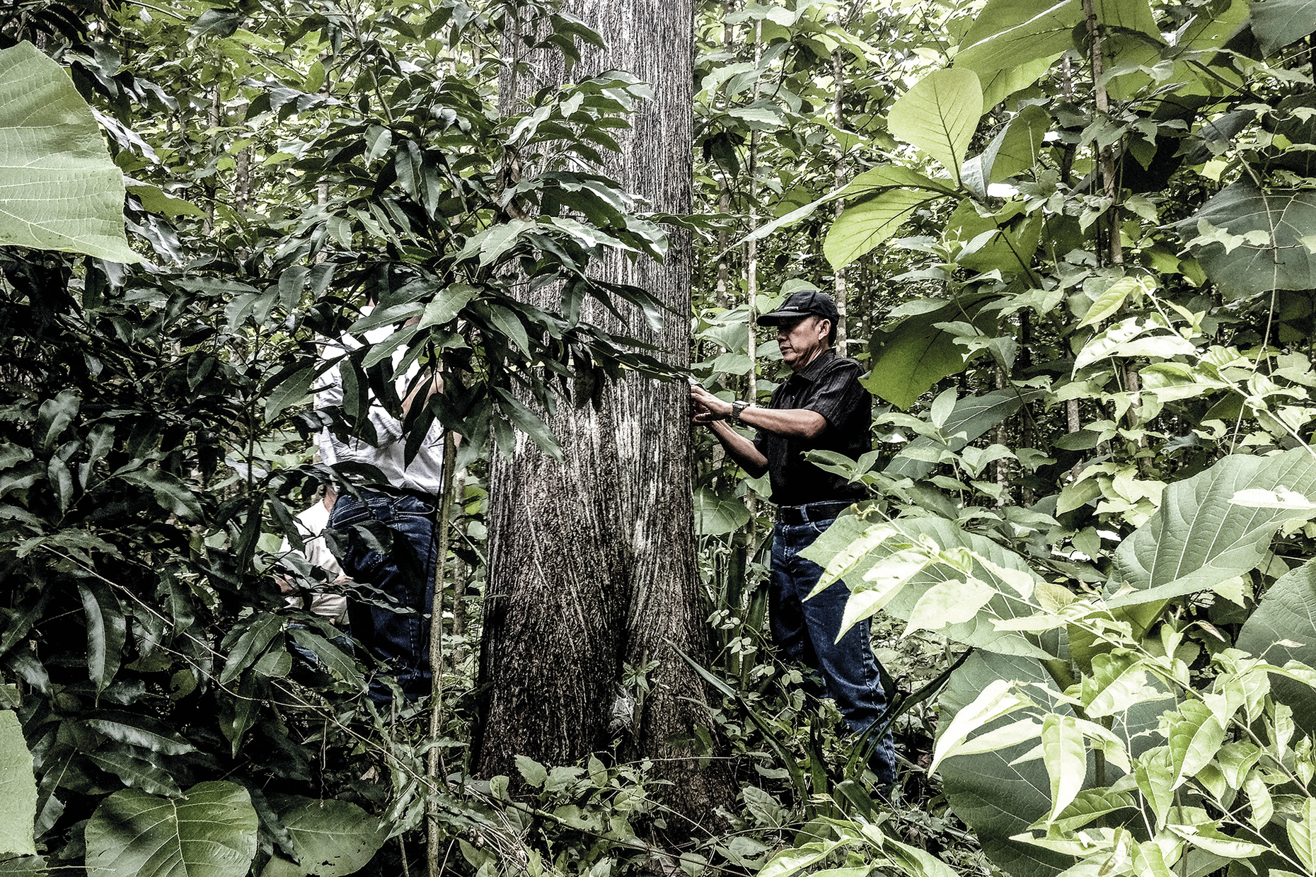 Mann in Teak-Plantage