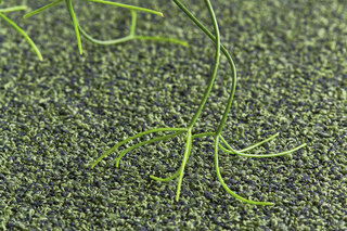 Fine 800  by  OBJECT CARPET