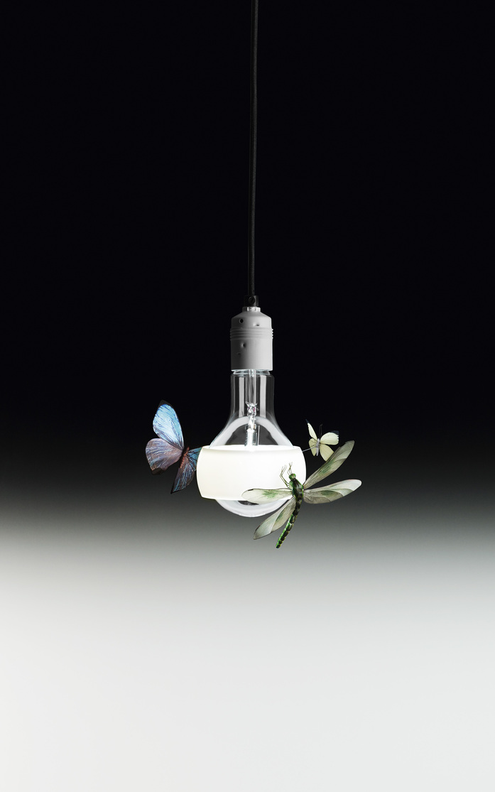 Johnny B Butterfly