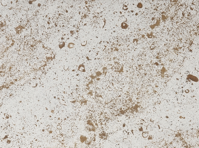 Kirchheimer Muschelkalk Tellergestrahlt