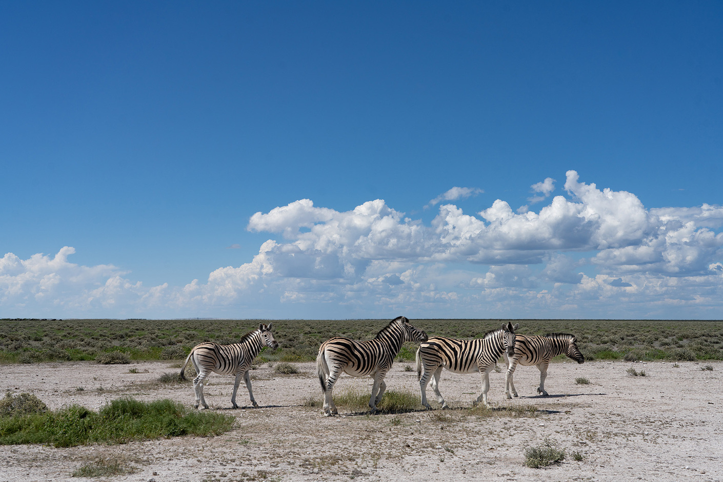 Image gallery "Green Namibia"