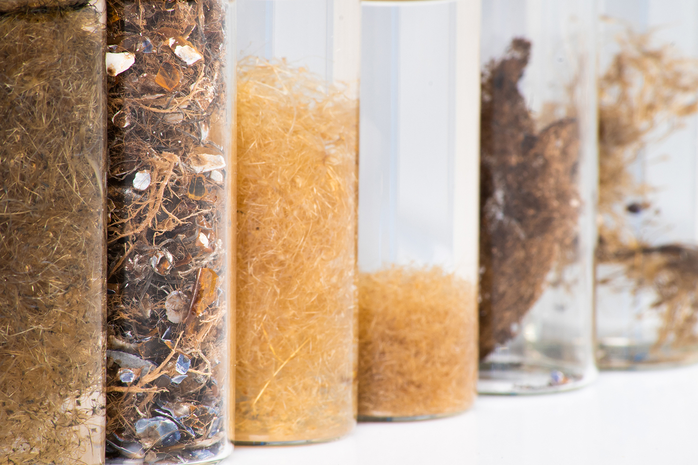 Image gallery conversion of byssus fibres into acoustic panels