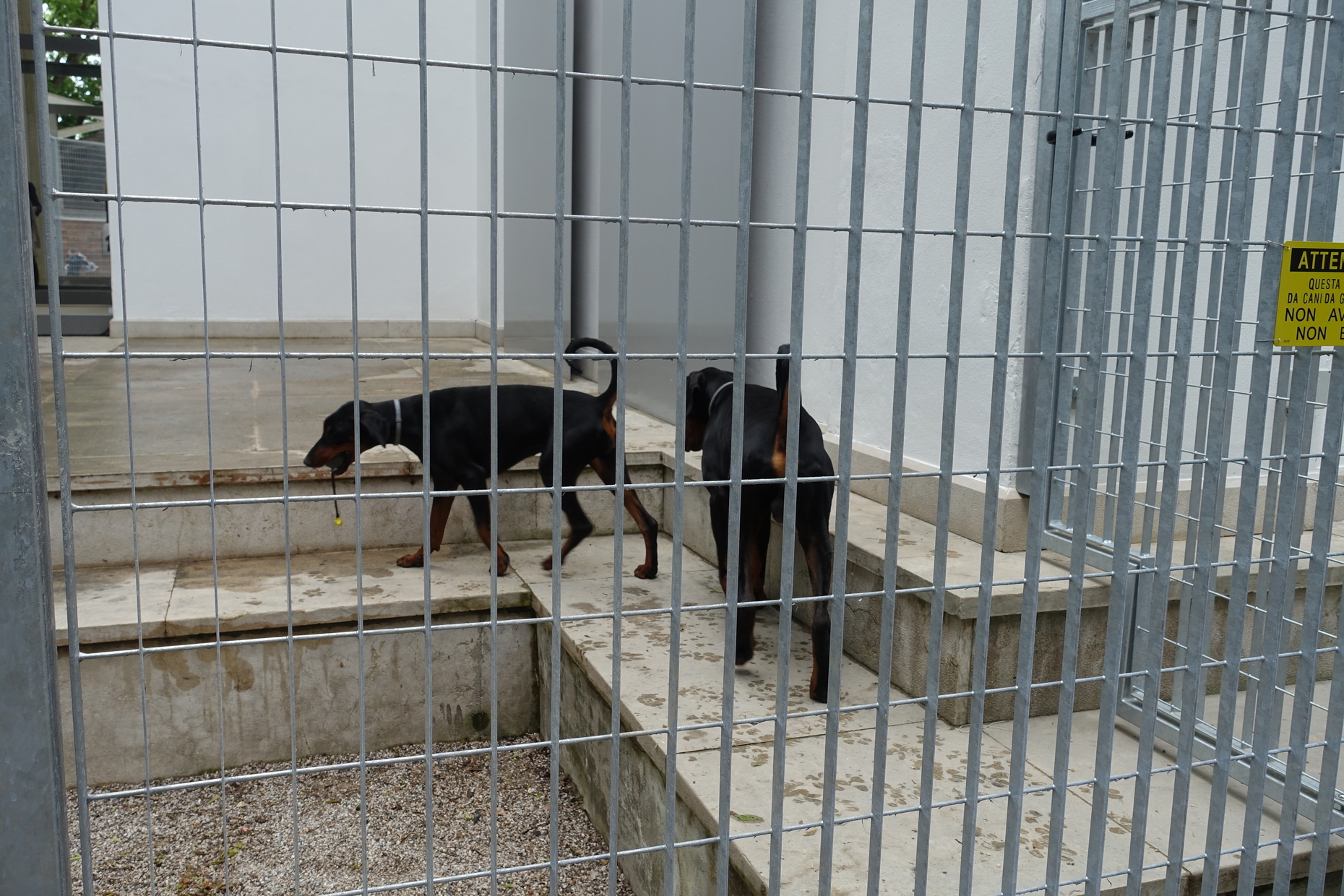Biennale Venice German Pavilion Anne Imhoff 2017 Dogs
