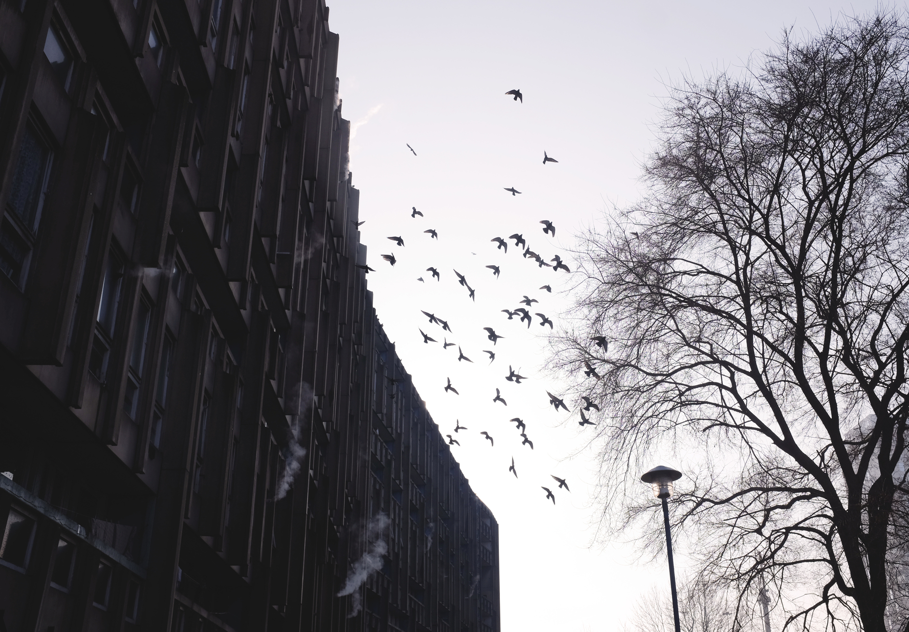 Mood picture with bird at the robin hood gardens in London #SOSbrutalism