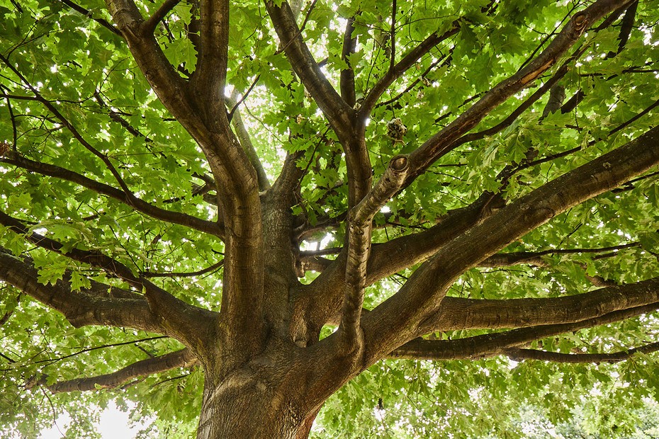 Image gallery A Matter of the Right Wood – American Red Oak