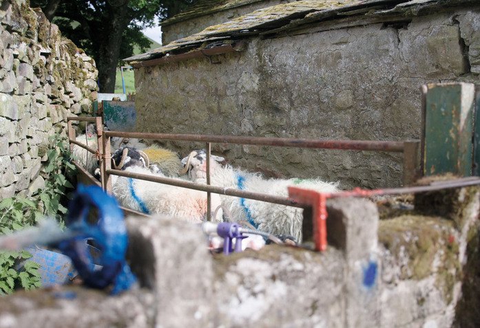 Technicolour Peter Saville Sheep Film Eva Weber Still003