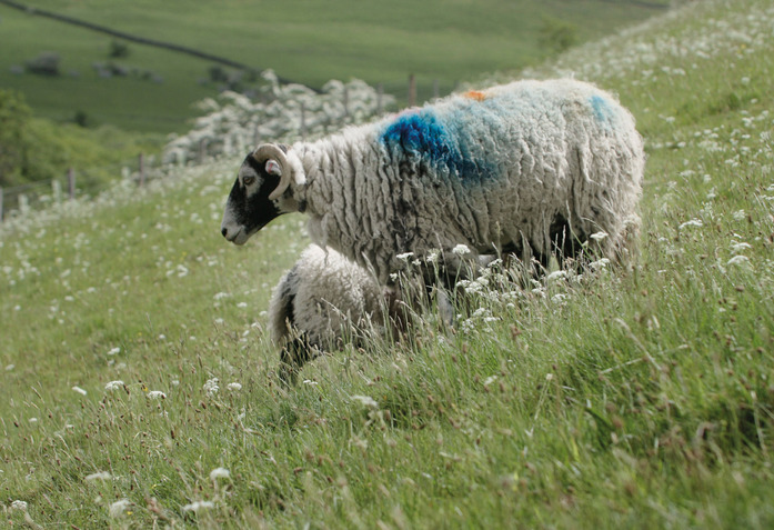 Technicolour Peter Saville Sheep Film Eva Weber Still004