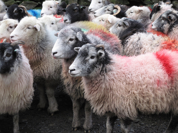 Technicolour Spray painted coloured sheep