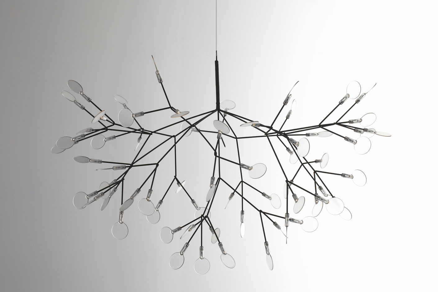 Heracleum Ii 6