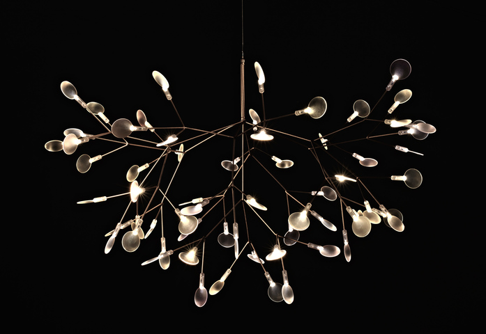 Heracleum Ii 10