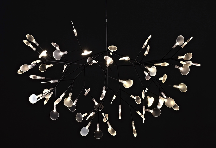 Heracleum Ii 7
