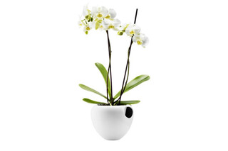 Eva Solo Orchideentopf  von  Eva Solo