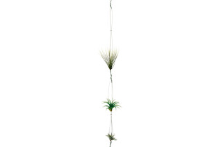 Airplant  by  Teracrea